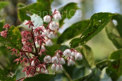 Elaeocarpus serratus